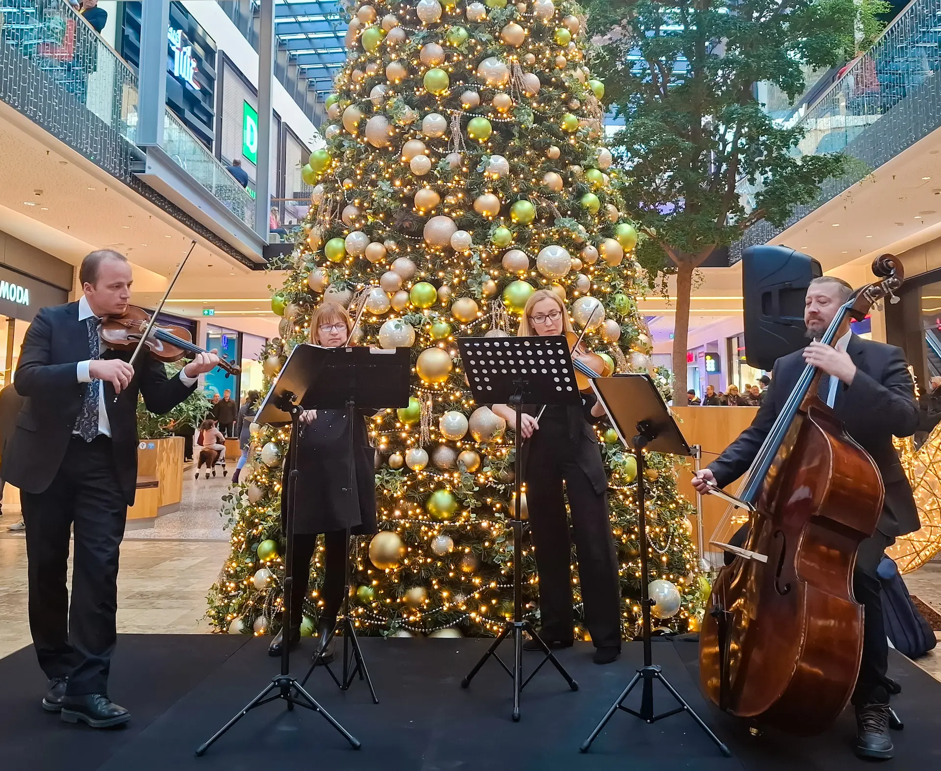 Musica Viva Streichquartett live bei einer Weihnachtsfeier